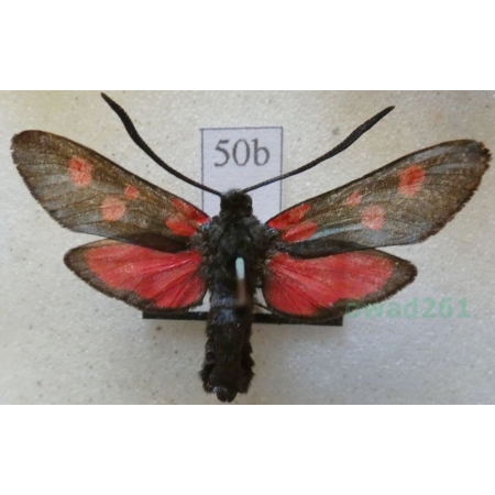 Zygaena lonicerae (Scheven, 1777) Czech50b